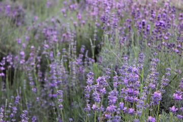 Flowers, lavender. Цветы, лаванда