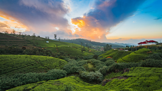 sunset in the tea field mountains in Sri Lanka