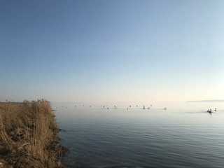 birds on the lake with sunbeam