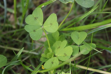 Clovers in grass