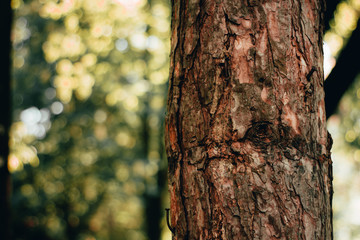 Young tree trunk with a rough texture on a bright sunny day in a garden or forest with a blurry green background – Concept image for environment protection and love for the nature
