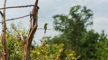 Bee eater bird resting on a tree branch in Sri Lanka