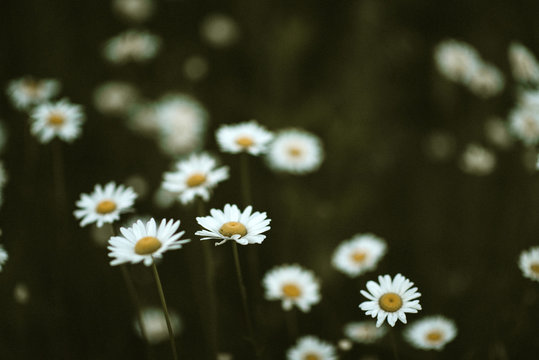 daises
