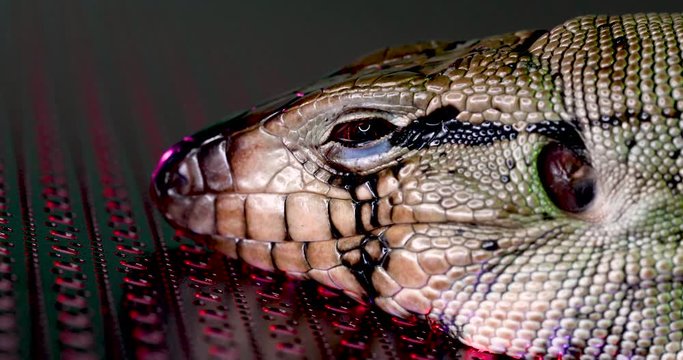 Close up of a black and white tegu lizard waking up from sleeping on a metal sheet with patterns on it and red, purple and green lights illuminating it's face. 4k
