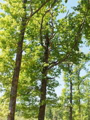 Forest landscape. Pedunculate oak, Common oak or European oak (Quercus robur) 
