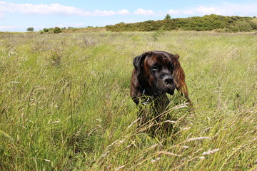 chien cane corso dans la nature