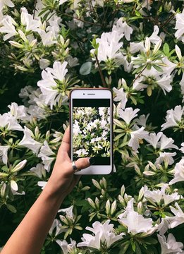 Flower foto