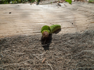 Obraz premium Picture of a caterpillar, green body brown head. Yellow stripe on the back with what look like eyes on the back. Papilio Glaucus, Eastern Tiger Swallowtail larva.