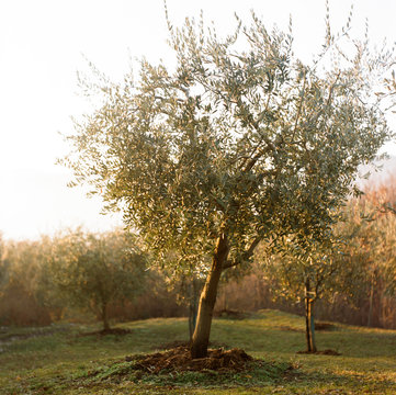 Fototapeta Beautiful olive tree in garden