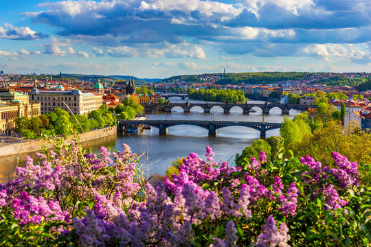 Amazing spring cityscape, Vltava river and old city center with colorful lilac blooming in Letna park, Prague, Czechia. Blooming bush of lilac against Vltava river and Charles bridge, Prague, Czechia.