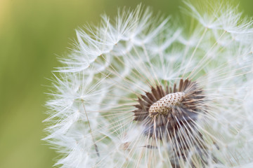 detailed photo of a dandelion