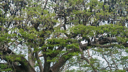 Fototapeta premium A tree full of fruit bats hanging upside down in Sri Lanka