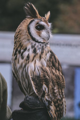 portrait of an owl