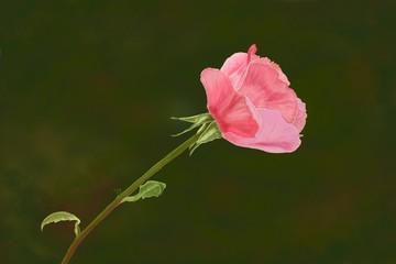 Digital painting the pink rose bud on green background