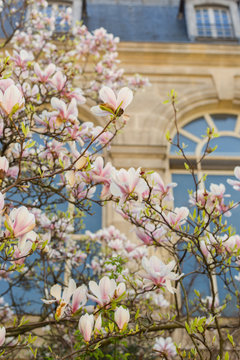 A magnolia tree in bloom in front of a Parisian building