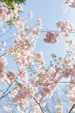 Pink spring blossom against a blue sky