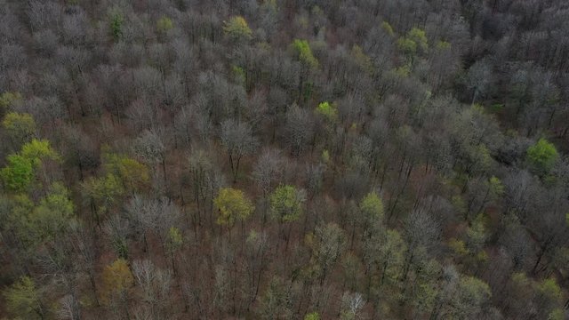Aerial view of beech forest in spring, Altube, Gorbeia Natural Park, Alava, Bizkaia, Basque Country, Spain, Europe