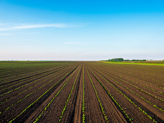 Green ripening soybean field, agricultural landscape