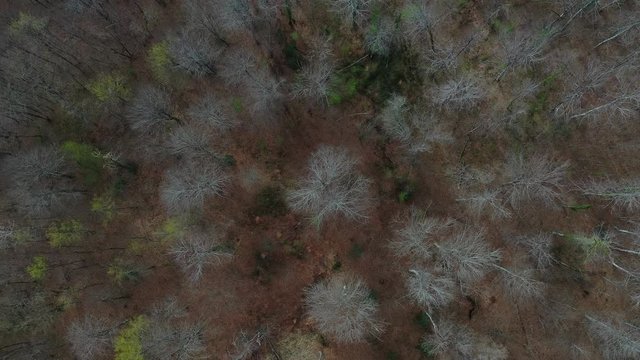 Aerial view of beech forest in spring, Altube, Gorbeia Natural Park, Alava, Bizkaia, Basque Country, Spain, Europe