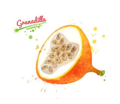 Watercolor illustration of half of Granadilla fruit