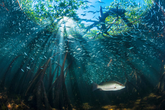 Mangrove Seascape