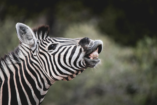 Spotting zebras
