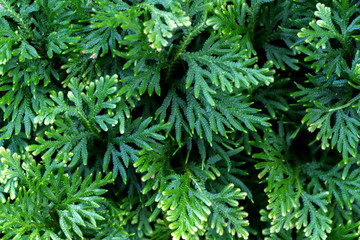 Spike Moss(Selaginella willdenowii) in the garden. © tonaquatic