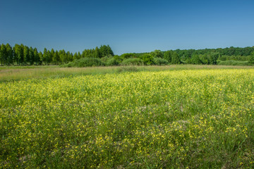 Yellow flowers on the field, forest and blue sky