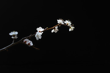 Apricot blossoms against black surface