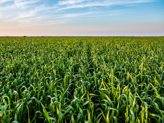 Obraz premium Green wheat field, agricultural landscape.