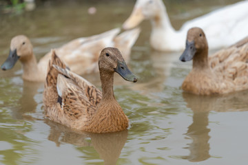 Ducks are swimming in the canal. With reflection on the water.