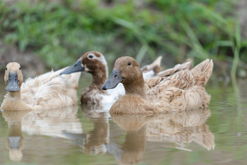 Ducks are swimming in the canal. With reflection on the water.