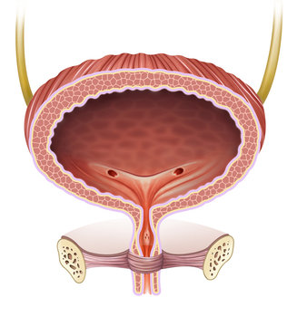Anatom&iacute;a y fisiolog&iacute;a de la vejiga femenina 