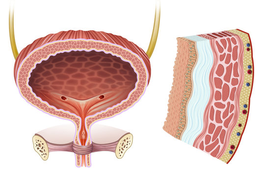 Anatom&iacute;a y fisiolog&iacute;a de la vejiga femenina 