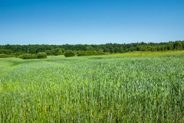 Fototapeta premium Green cereal in the field, forest and blue sky
