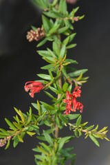 Rosemary grevillea