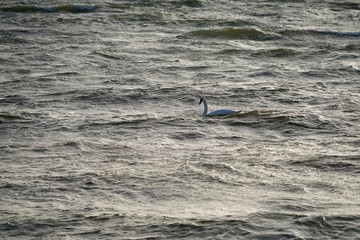 Schwan auf der Ostsee in der L&uuml;becker Bucht