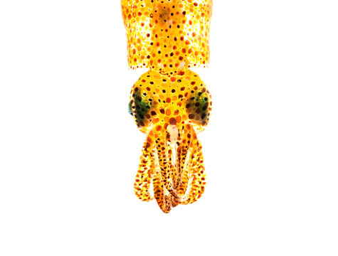 Squid On White