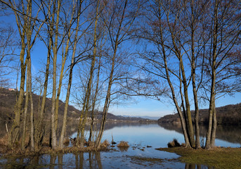 High trees on the little lake shore