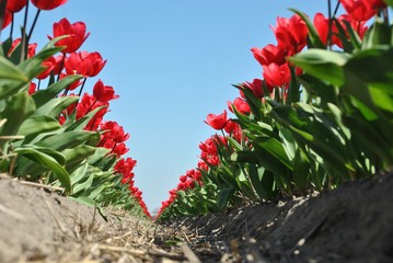 Czerwone tulipany na tle błękitnego nieba