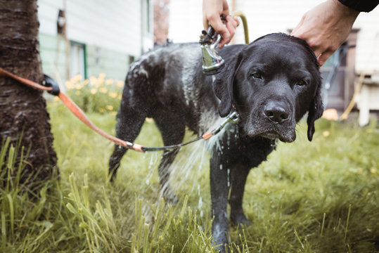 Hosing Dog in Backyard