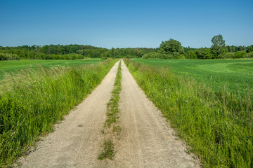 Fototapeta na wymiar Dirt road through green cereals in a field, forest and blue sky