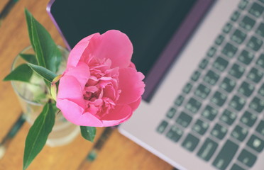  Fresh peony in May. Purple computer on a wooden table. White cup of herbal tea and a working laptop. Remote work for women.