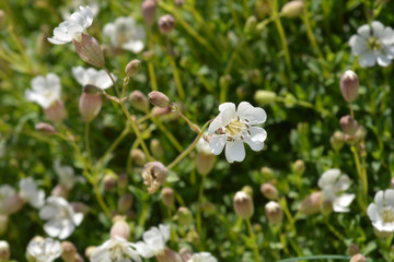 Sea campion