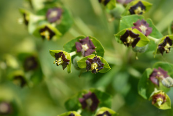 Obraz premium Spurge Black Pearl