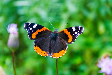 vanessa atalanta butterfly on a crsium plant closeup