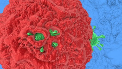3d illustration of the absorption of viruses by immune cell in the human body.