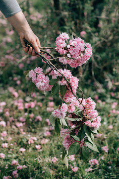 Crop hand with blooming pink branch