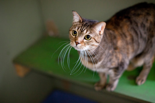 Portrait of cat