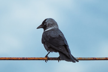 Close-up of jackdaw sitting on a rusty pipe against a blue sky